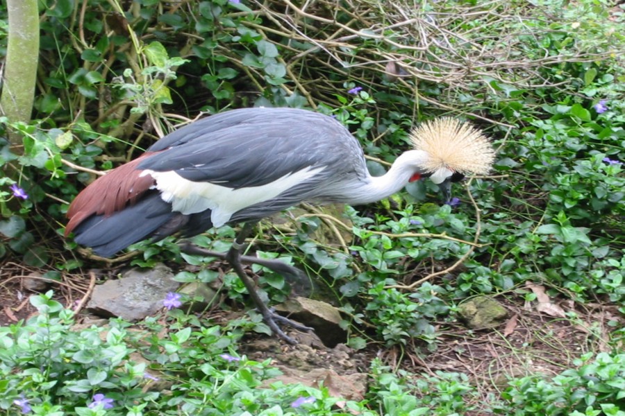 ../image/african grey crowned crane at the gardens.jpg